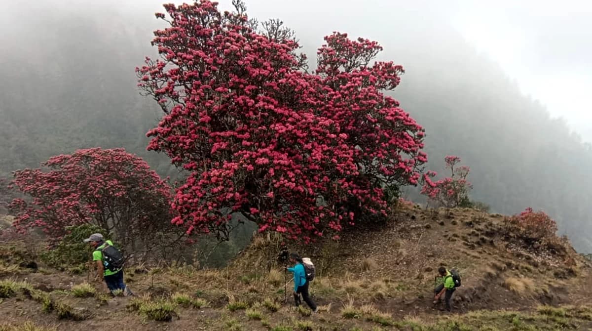 Khopra Ridge Trek - 12 Days
